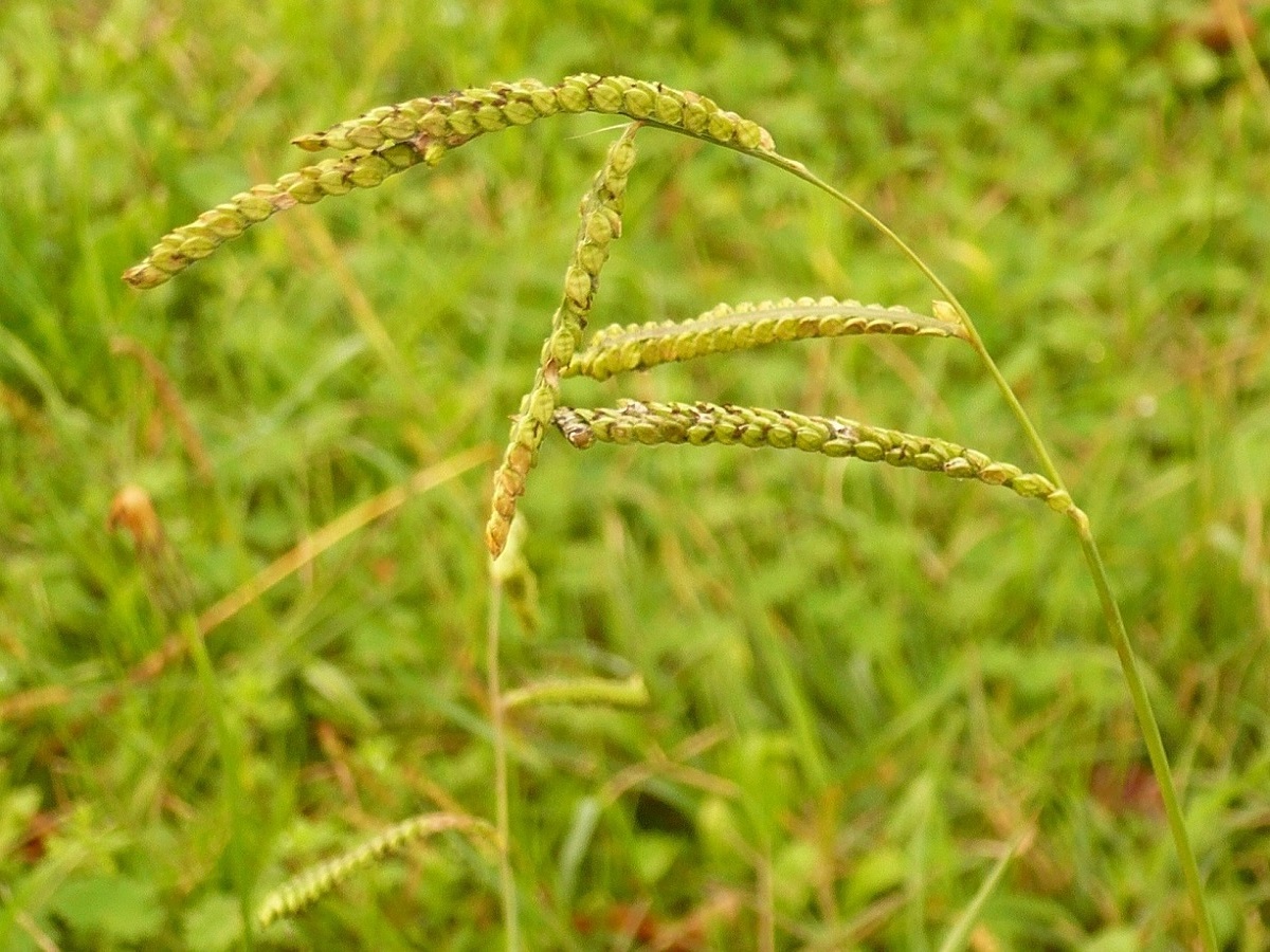 Paspalum dilatatum (Poaceae)